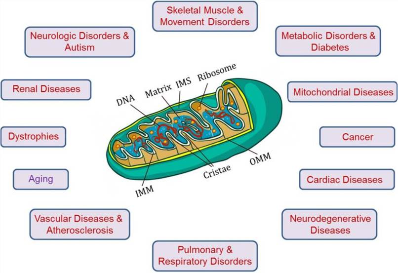 Figure 2. The Role of Mitochondria in the Pathogenesis of Human Diseases and Aging. (OA Literature)