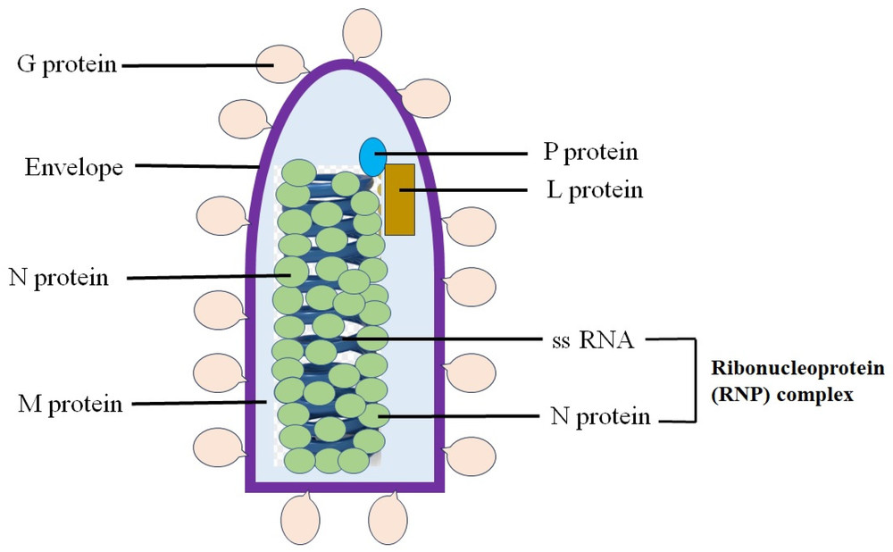 Figure 1: Structure of the Rabies Virus: The Nucleoprotein (N) Encases the Linear Single-Stranded RNA (ssRNA) to Create a Nucleocapsid with Helical Symmetry. (OA Literature)