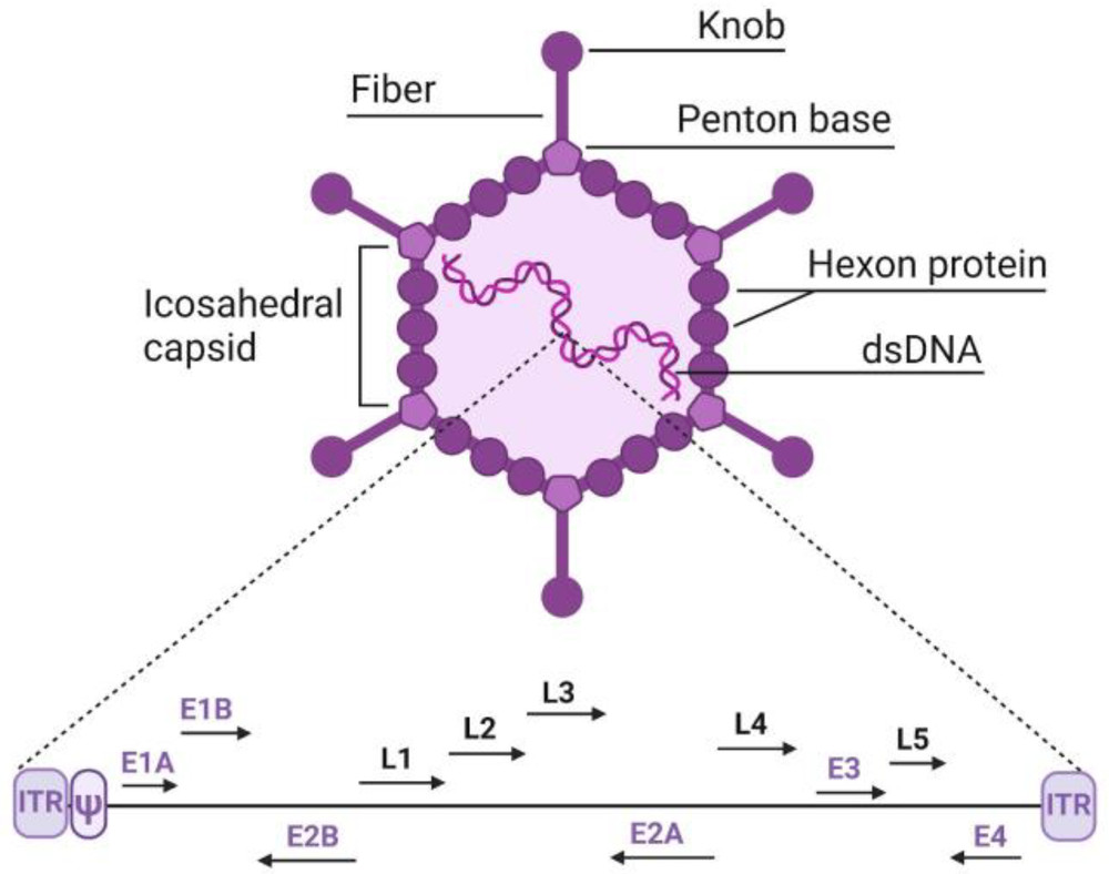 Figure 1. Structure of the adenovirus and its genomic composition. E1–E4 represent early genes, while L1–L5 denote late genes. (OA Literature)