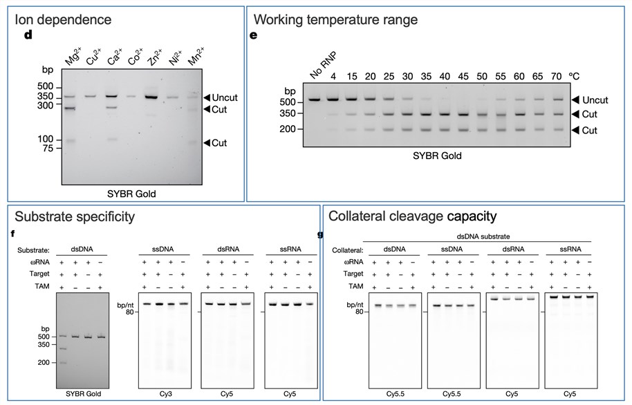 Figure 1. Assessment of the nuclease activity of the Fanzor protein. (OA Literature)