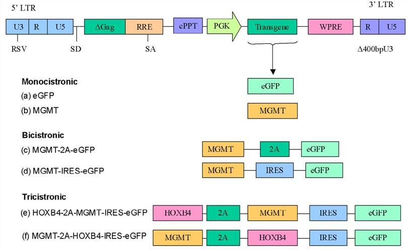 Figure 1. Schematic representation of lentiviral vectors derived from HIV-1. (OA Literature)