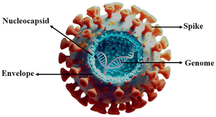 Figure 1: Coronavirus Morphology Chart. (OA Literature)