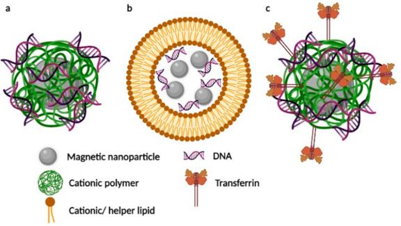 Schematic Examples of Different Magnetic Nanocarriers for Magnetofection In Vivo