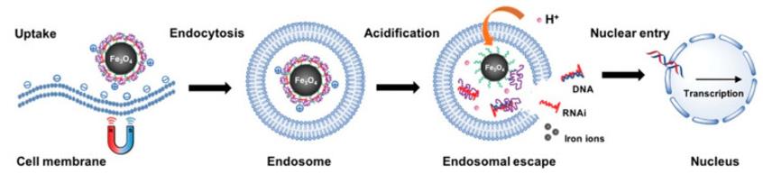 Magnetofection Using Magnetic Nanoparticles