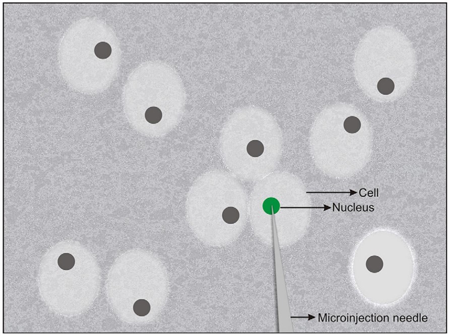 Microinjection of DNA Into the Nucleus of a Single Cell