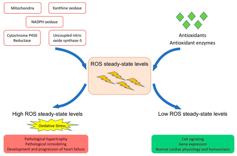 Figure 1: The Role of Reactive Oxygen Species in Cardiac Physiology and Pathophysiology. (OA Literature)