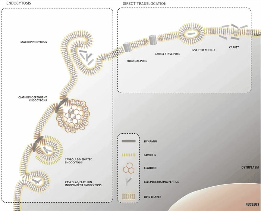 Figure 2. Mechanisms of Cellular Internalization of Cell-Penetrating Peptides (CPP). (OA Literature)