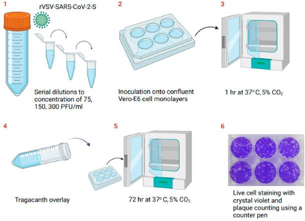 Figure 2 provides a schematic overview of the procedural steps for assessing the concentration of rVSV-SARS-CoV-2-S in Vero E6 cell cultures through the plaque assay method. (OA Literature)
