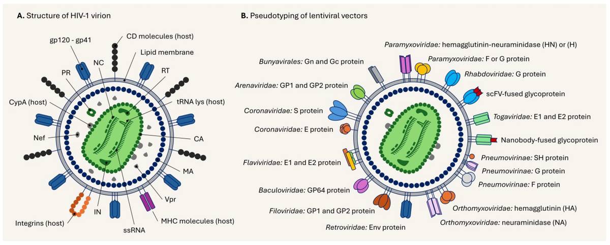 Figure 1. Structure of lentiviral particles and their pseudotyping. (OA Literature)