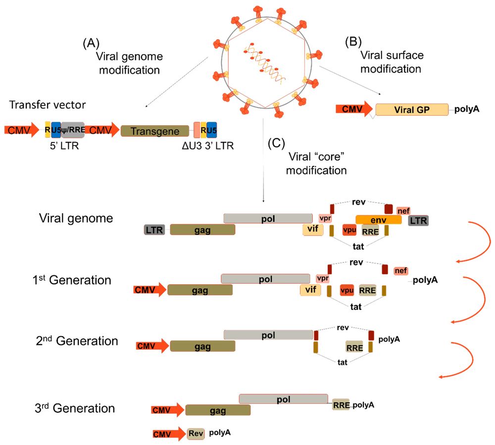 Figure 1. Modifications of lentiviruses. (OA Literature)