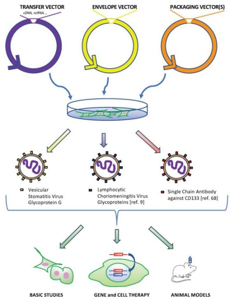 Overview of the main applications of lentiviruses LV in glioblastoma (GBM) research