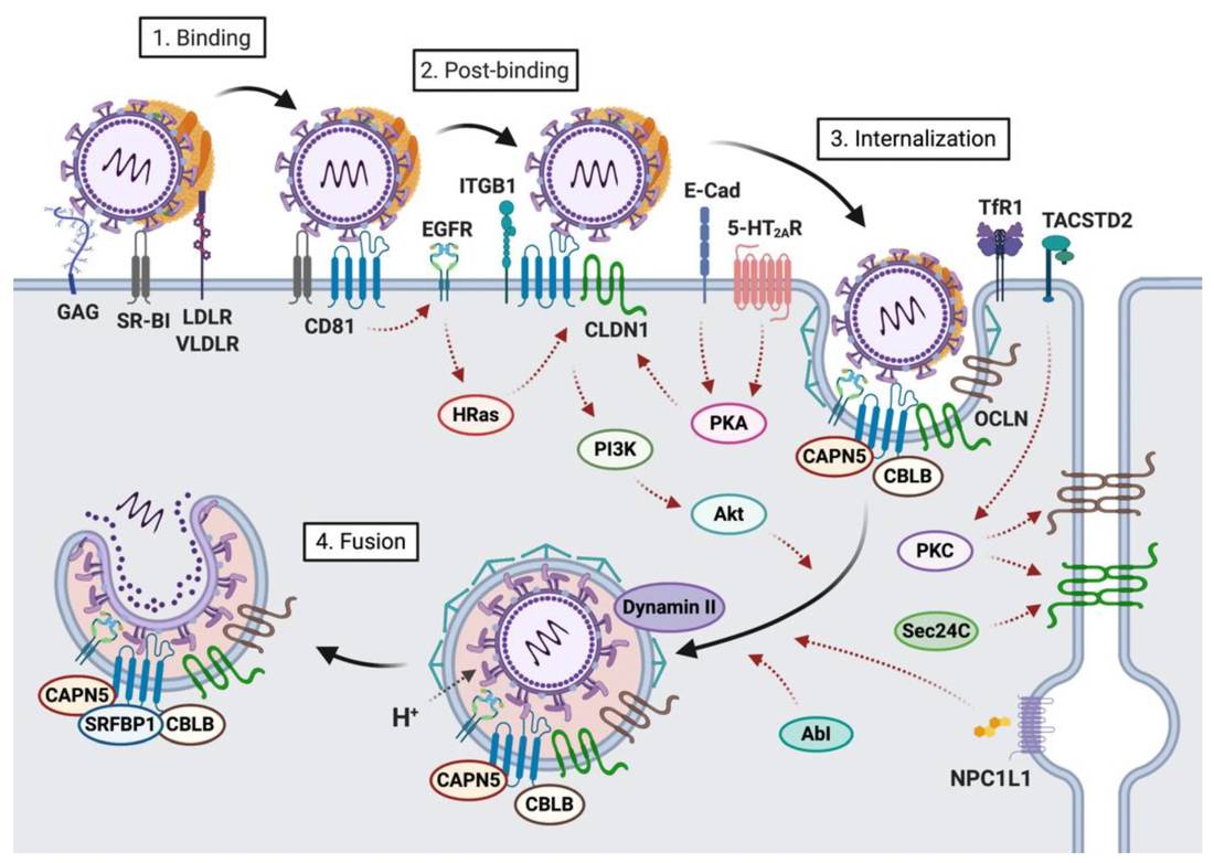 Figure 1. Schematic illustration of the cell-free hepatitis C virus (HCV) entry pathway. (OA Literature)