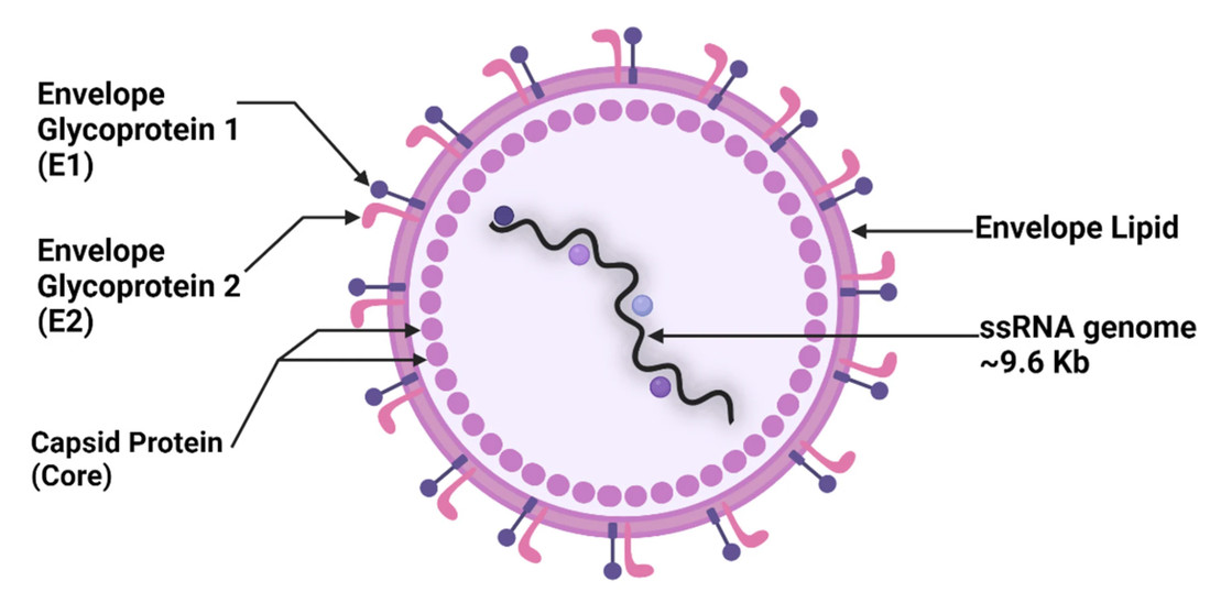 Figure 1. Structure of Hepatitis C Virus (HCV). E: envelope glycoprotein; ssRNA: single-stranded RNA. (OA Literature)