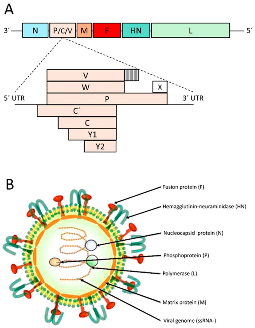 Figure 1. Structure of the genome and virion of Sendai virus (SeV). (OA Literature)