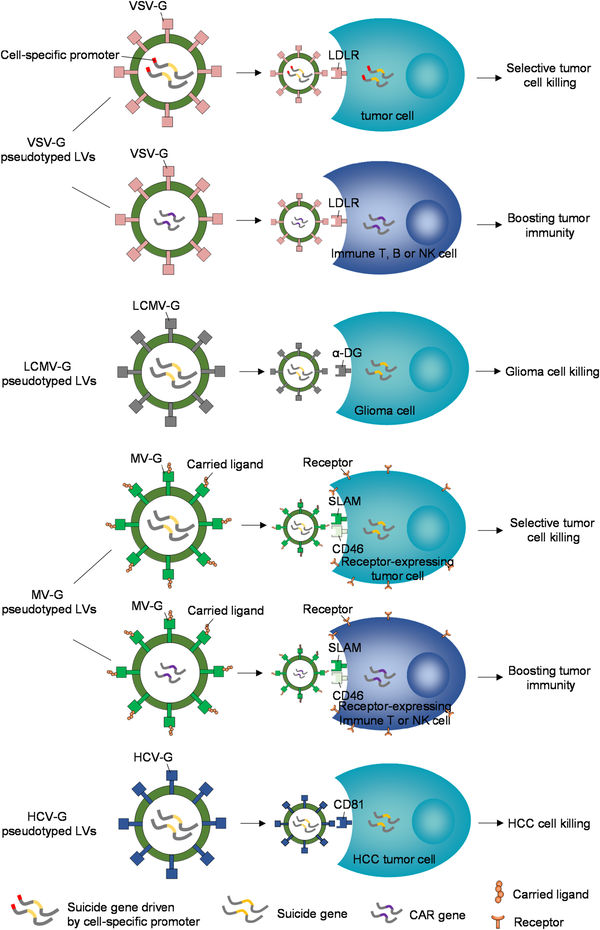 Figure 1. Utilizing pseudotyped lentiviral vectors for cancer gene therapy. (OA Literature)