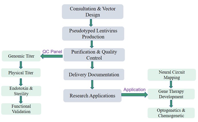 Figure 2 Pseudotyping of lentiviral vectors with rabies virus glycoprotein