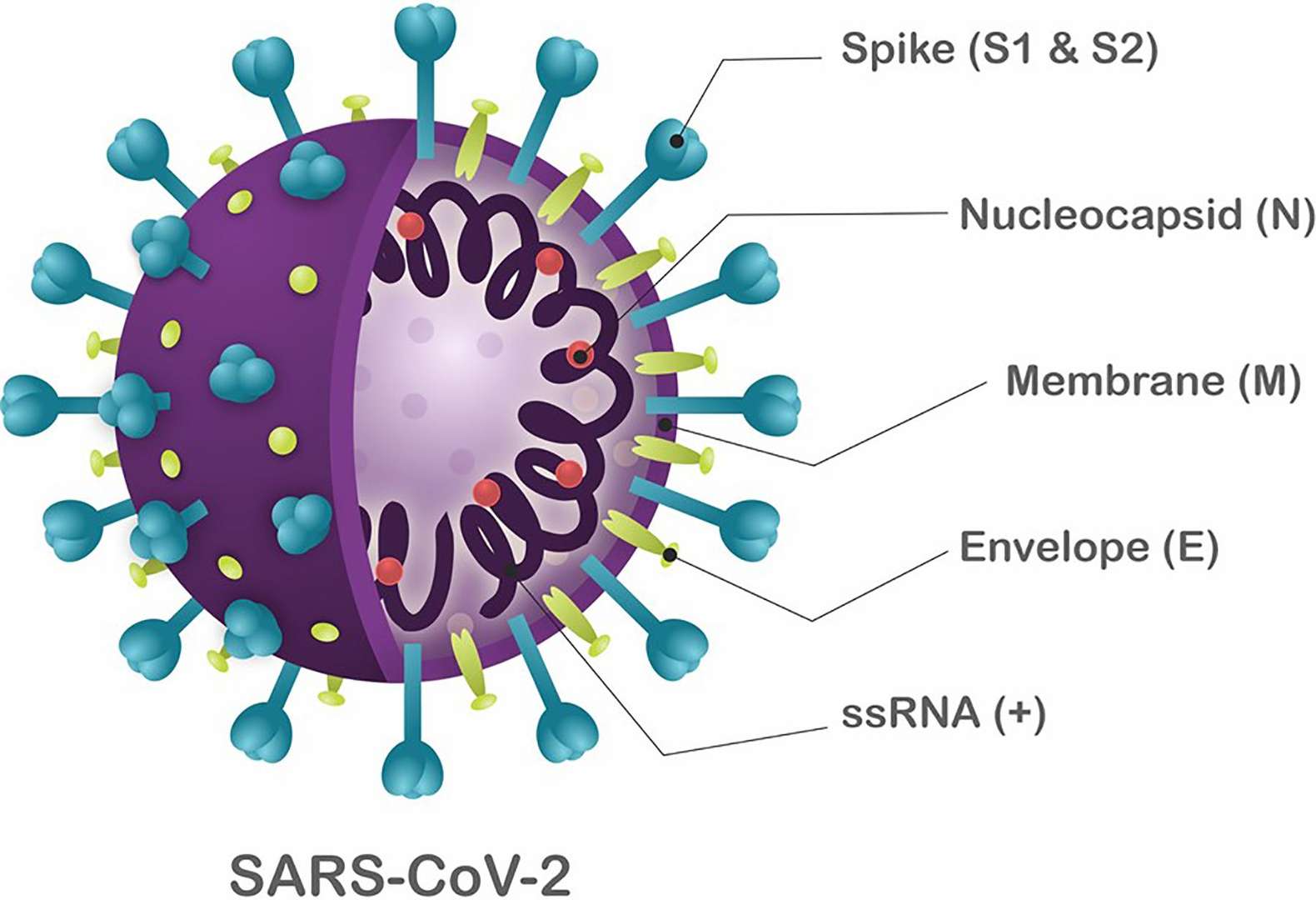 Figure 1. Diagrammatic representation of the SARS-CoV-2 structure. (OA Literature)