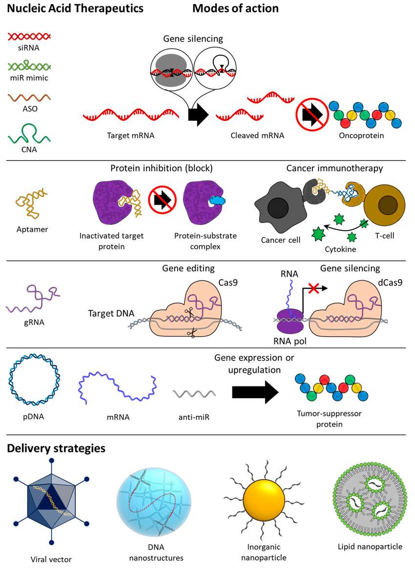 Figure 1. Comprehensive overview of the various types, mechanisms of action, and delivery strategies for nucleic acid-based therapeutics in anti-cancer treatment. Abbreviations: siRNA - small interfering RNA; miR - microRNA; ASO - antisense oligonucleotide; CNA - catalytic nucleic acid; gRNA - guide RNA; pDNA - plasmid DNA; mRNA - messenger RNA. (OA Literature)