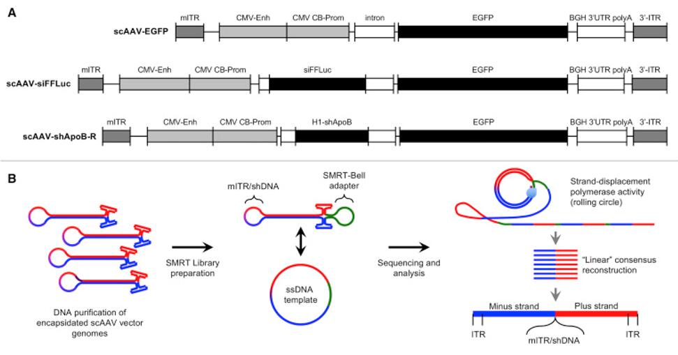Single-Particle Resolution Profiling of scAAV Genomes by AAV-Gpseq.