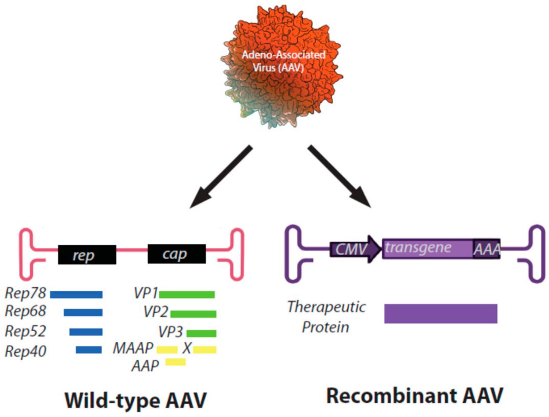 Figure 1. Diagrammatic depiction of the genomes of a wild-type AAV virus (left) and a recombinant AAV particle (right). The proteins encoded by each open reading frame (ORF) are listed beneath their corresponding gene. (OA Literature)