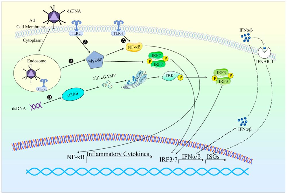 Figure 1. Overview of the innate response to adenoviral vectors. (OA Literature)
