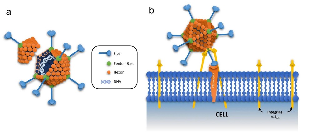 Figure 1: Structural organization of the adenovirus and its interaction with the host cell. (OA Literature)