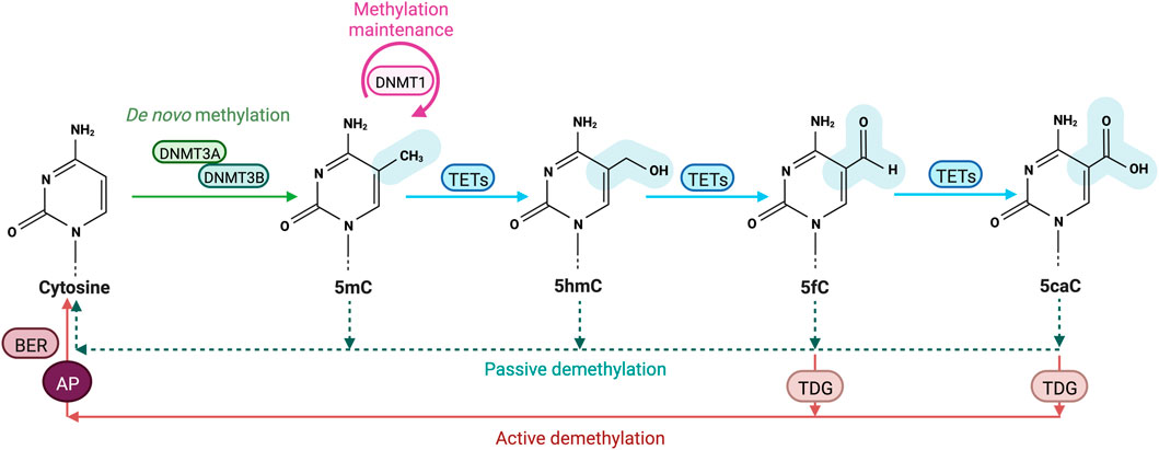 Cytosine methylation and oxidation cycle
