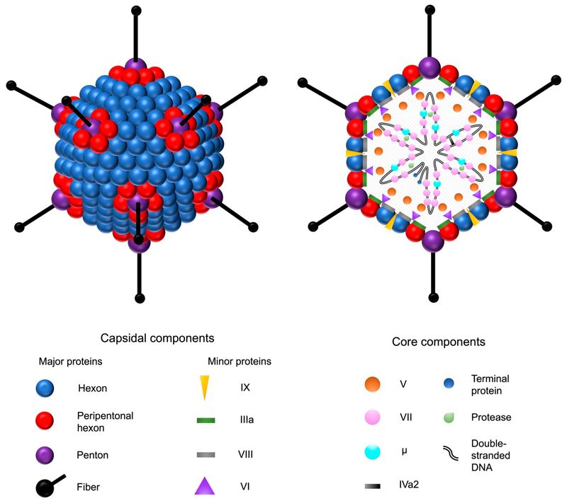 Figure 1: Adenovirus along with Its Structural Components. (OA Literature)