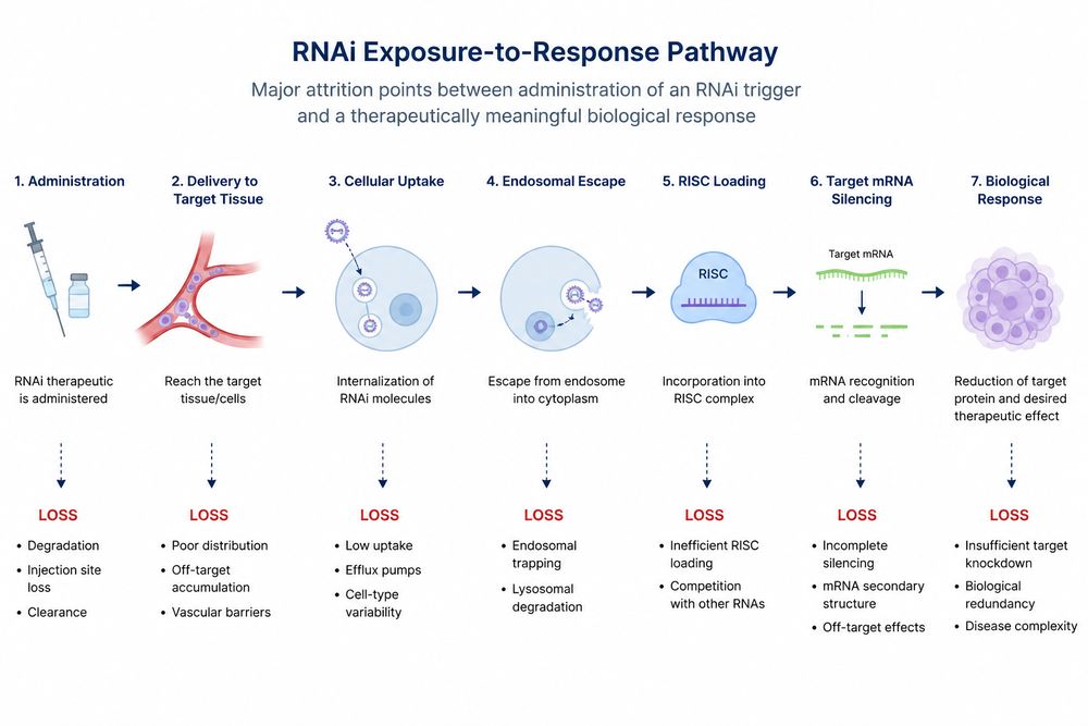 RNAi exposure-to-response pathway showing major biological checkpoints and loss points (Creative Biolabs Original)