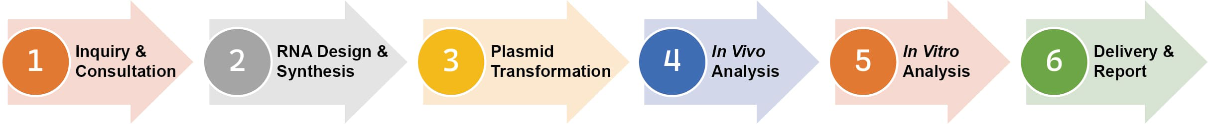 RNAi Therapy Development Service