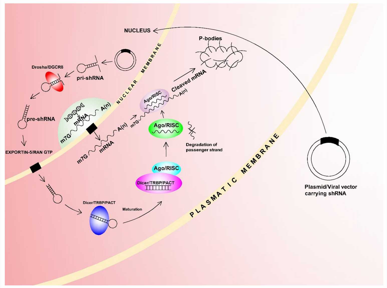 shRNA mechanism action. 