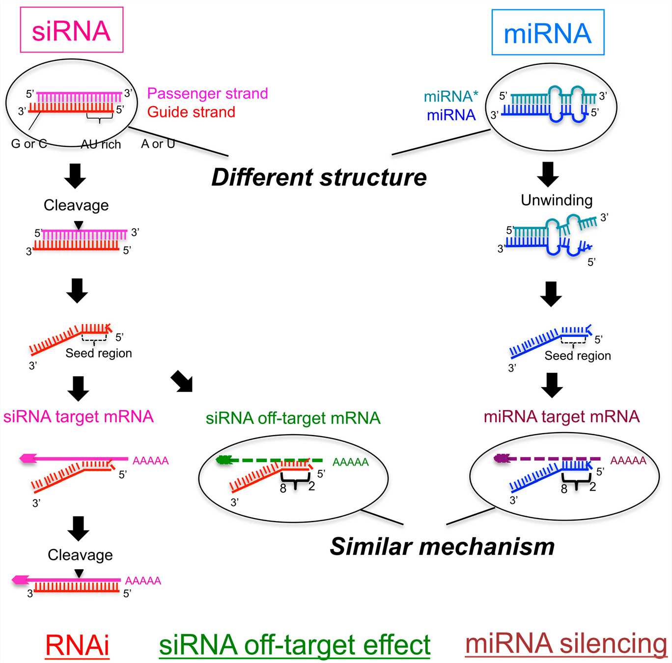 Schematic figure showing the pathway of small interfering RNA (siRNA)-mediated RNA interference (RNAi) and microRNA (miRNA)-mediated RNA silencing.