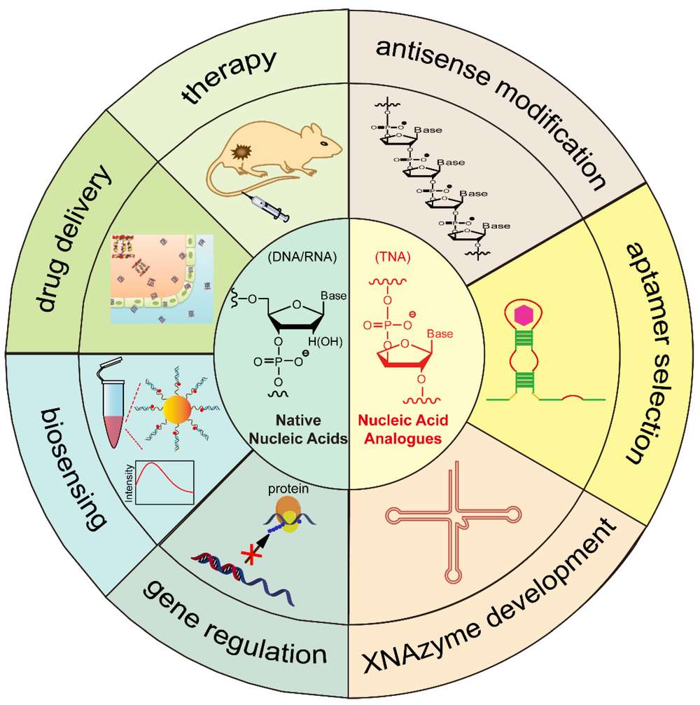 Figure 1. Diagrammatic representation of nucleic acids and their analogs for use in biomedical applications. (OA Literature)