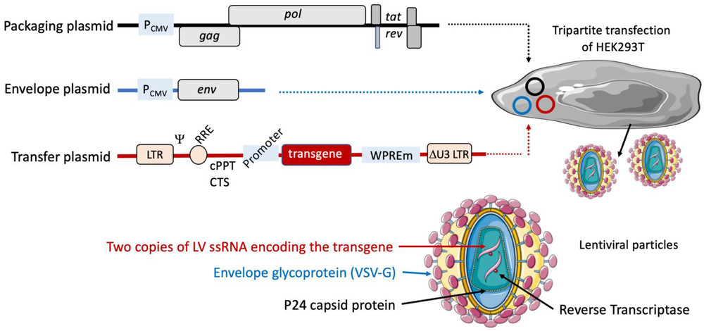 Figure 1: Lentiviral plasmids and the fundamental principles behind the production of lentiviral vectors. (OA Literature)