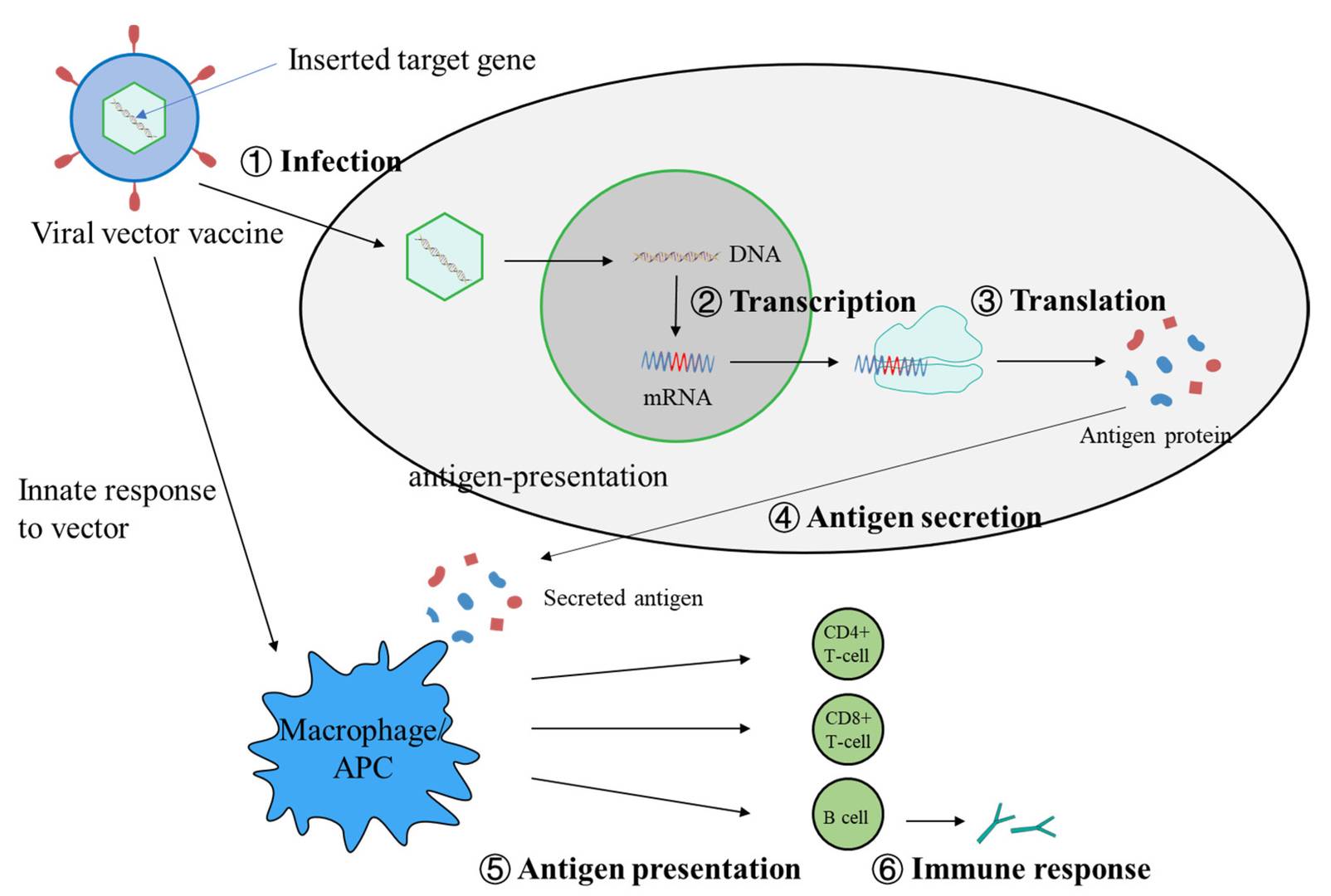 Figure 2. The mechanism by which viral vector vaccines elicit targeted cellular and antibody responses. (OA Literature)