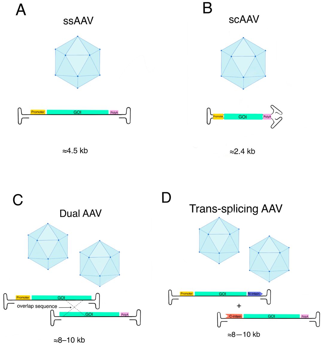 Figure 1: AAV Vector Delivery Strategy. (OA Literature)
