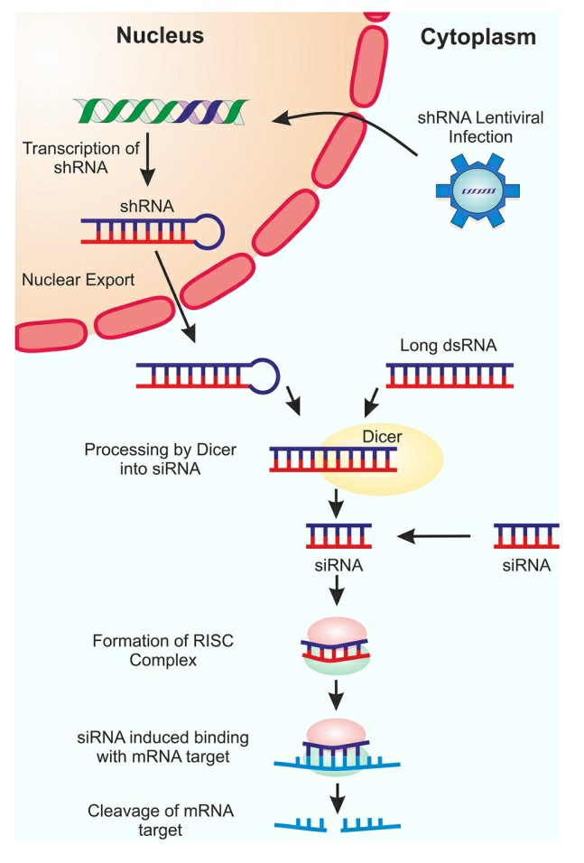 Schematic representation of RNAi silencing mechanism.