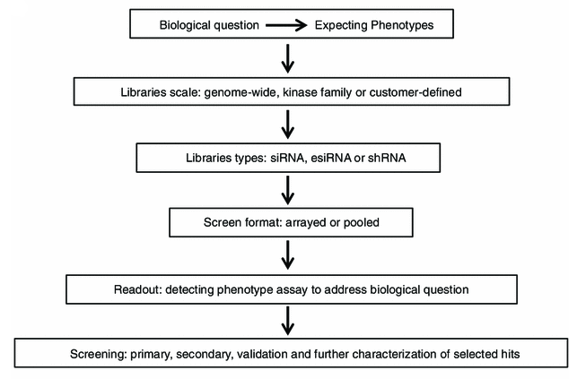Flowchart of RNAi high-throughput screening.