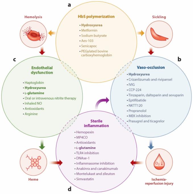 Molecular pathophysiology of sickle cell disease