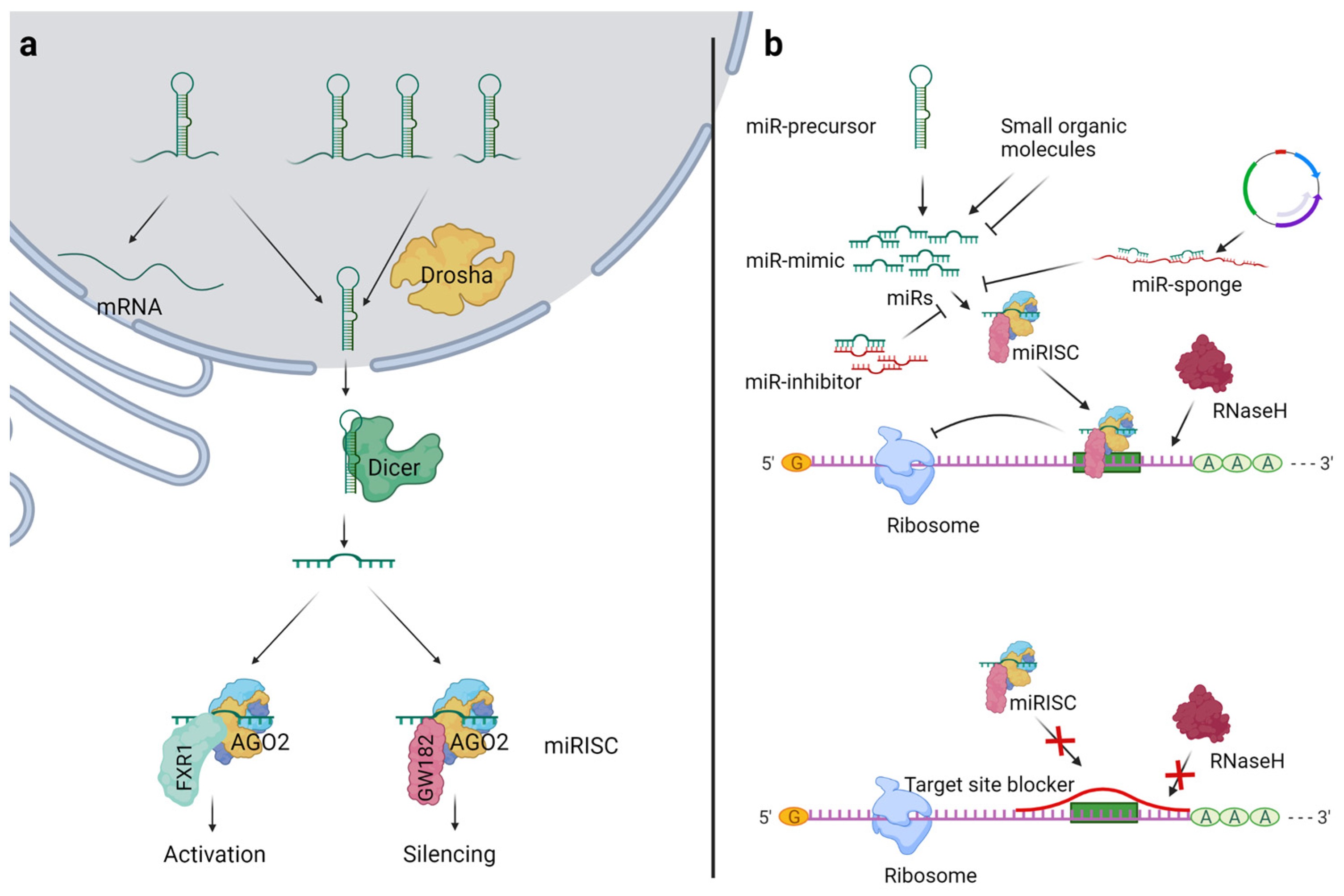 Overview of miR biogenesis and general strategies for miR modulation