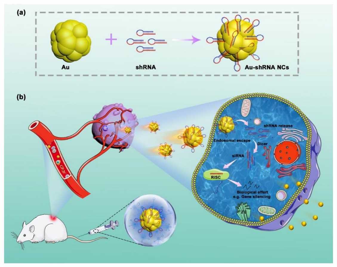 Schematic illustration of the in situ bio-self-assembled fluorescent Au–shRNA NCs to achieve biological effects for cancer imaging and theranostics.