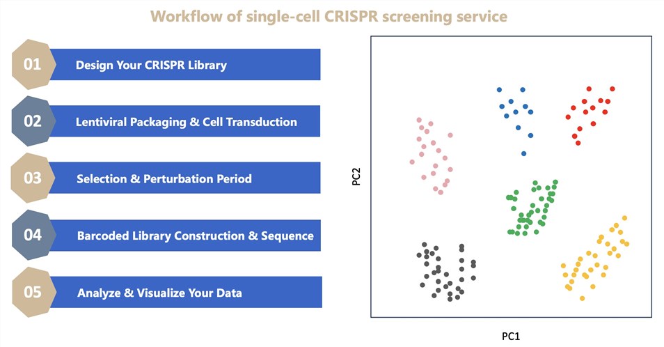 Figure 2: Process flow of our single-cell CRISPR screening service.