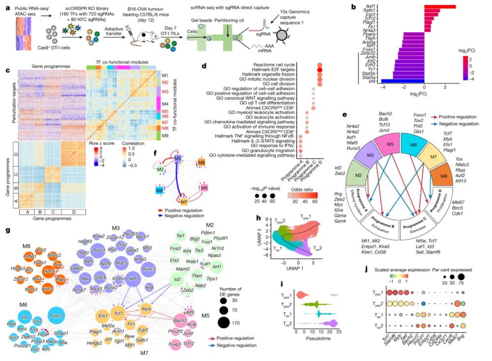 Figure 1: In vivo single-cell CRISPR screening of intratumoral CTLs uncovers the connectivity of co-functional modules and gene programs. (OA Literature)