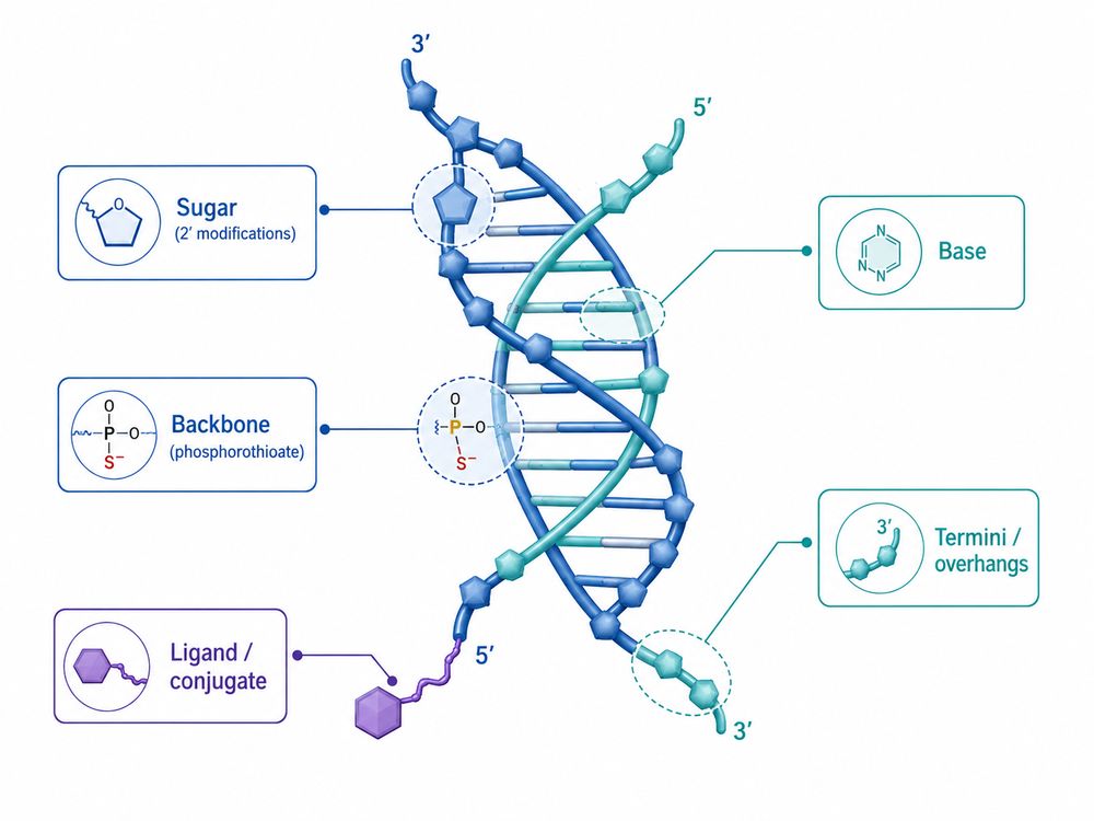 Map of common siRNA chemical modification positions across guide and passenger strands (Creative Biolabs original)