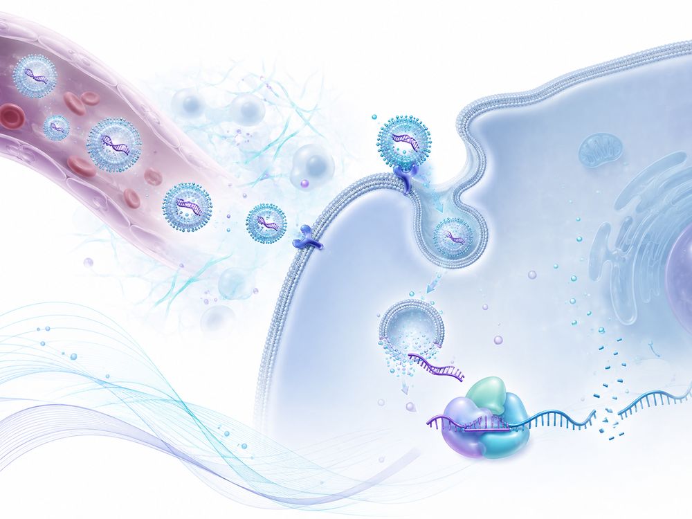 siRNA delivery pathway from extracellular protection and tissue distribution to cellular uptake and cytosolic release (Creative Biolabs original)