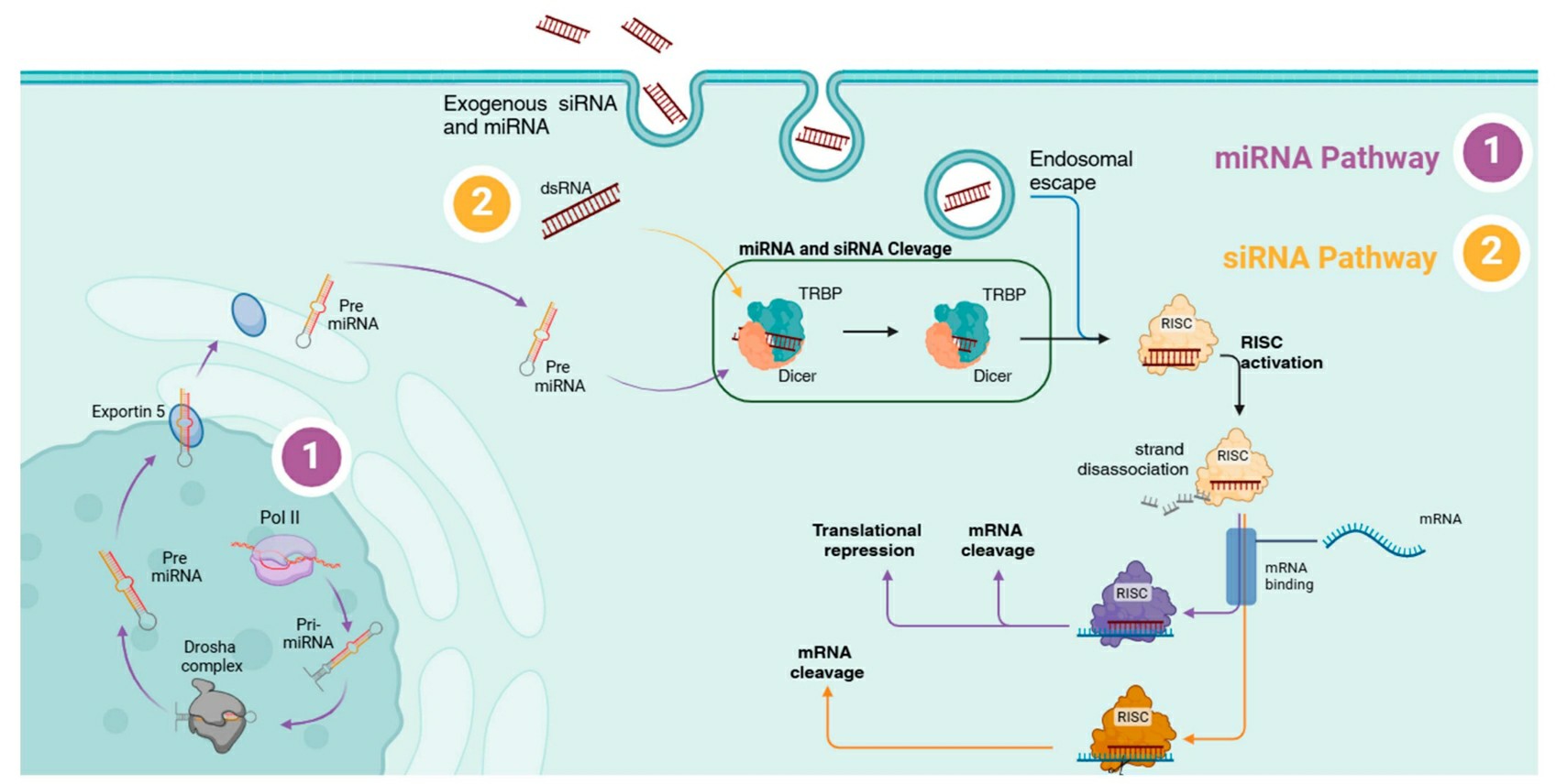 The RNAi mechanism of siRNA and miRNA.