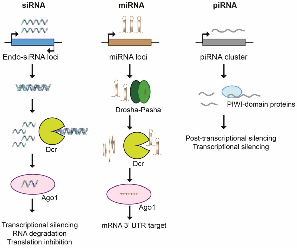 RNA interference pathways. 