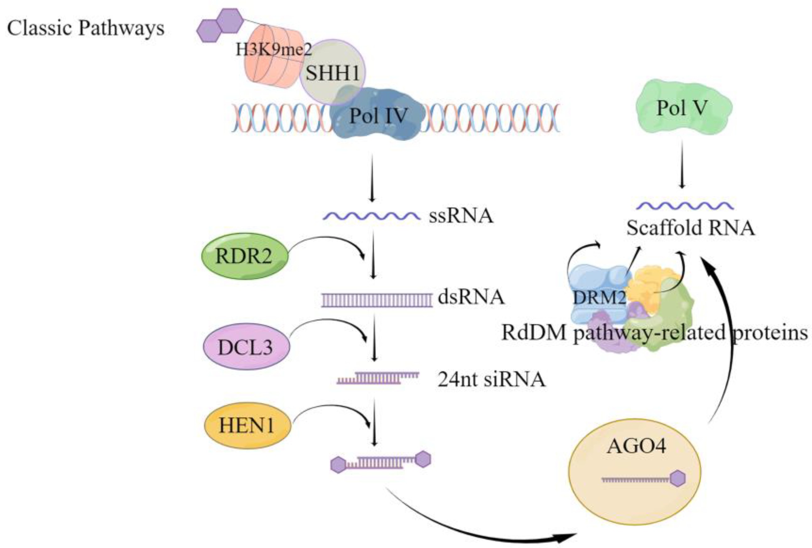 Classical RdDM pathway-mediated de novo methylation pattern.