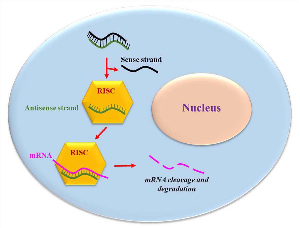 The siRNA mechanism of action.