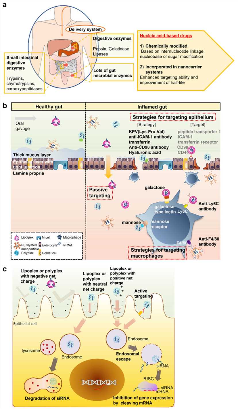 Physiological and biological barriers and strategies to orally deliver siRNA drugs.